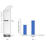 IDH1 Antibody