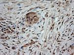 NTF3 Antibody in Immunohistochemistry (Paraffin) (IHC (P))