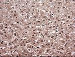 NTF4 Antibody in Immunohistochemistry (Paraffin) (IHC (P))