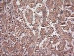 NTF4 Antibody in Immunohistochemistry (Paraffin) (IHC (P))