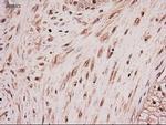 NTF4 Antibody in Immunohistochemistry (Paraffin) (IHC (P))