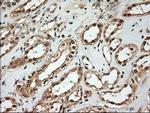 NTF4 Antibody in Immunohistochemistry (Paraffin) (IHC (P))