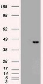 SOX17 Antibody in Western Blot (WB)
