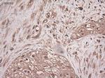 NTF3 Antibody in Immunohistochemistry (Paraffin) (IHC (P))