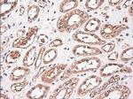 NTF3 Antibody in Immunohistochemistry (Paraffin) (IHC (P))