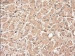 NTF3 Antibody in Immunohistochemistry (Paraffin) (IHC (P))