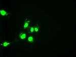 HNF6 Antibody in Immunocytochemistry (ICC/IF)