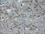 HNF6 Antibody in Immunohistochemistry (Paraffin) (IHC (P))