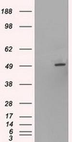 HNF6 Antibody in Western Blot (WB)