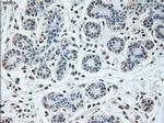 USP13 Antibody in Immunohistochemistry (Paraffin) (IHC (P))