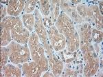 USP13 Antibody in Immunohistochemistry (Paraffin) (IHC (P))