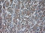 USP13 Antibody in Immunohistochemistry (Paraffin) (IHC (P))