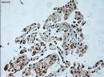 USP13 Antibody in Immunohistochemistry (Paraffin) (IHC (P))