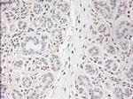 USP13 Antibody in Immunohistochemistry (Paraffin) (IHC (P))