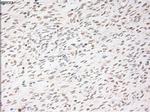 USP13 Antibody in Immunohistochemistry (Paraffin) (IHC (P))