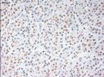 USP13 Antibody in Immunohistochemistry (Paraffin) (IHC (P))