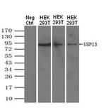 USP13 Antibody in Western Blot (WB)