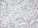 GAD67 Antibody in Immunohistochemistry (Paraffin) (IHC (P))