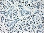 SIGLEC9 Antibody in Immunohistochemistry (Paraffin) (IHC (P))