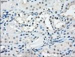 TMEM100 Antibody in Immunohistochemistry (Paraffin) (IHC (P))