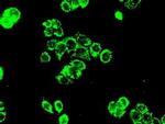 PP5 Antibody in Immunocytochemistry (ICC/IF)
