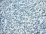 JMJD2C Antibody in Immunohistochemistry (Paraffin) (IHC (P))