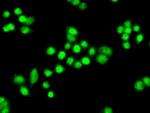 PPP1R7 Antibody in Immunocytochemistry (ICC/IF)