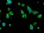 SLC7A8 Antibody in Immunocytochemistry (ICC/IF)