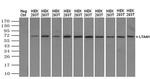 LTA4H Antibody in Western Blot (WB)