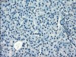 GBP2 Antibody in Immunohistochemistry (Paraffin) (IHC (P))