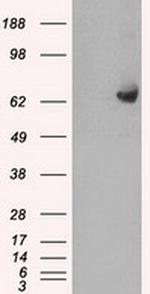 GBP2 Antibody in Western Blot (WB)