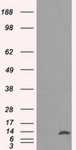 ID3 Antibody in Western Blot (WB)