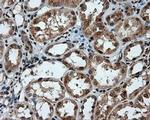 PTPRE Antibody in Immunohistochemistry (Paraffin) (IHC (P))