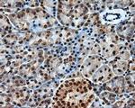 PTPRE Antibody in Immunohistochemistry (Paraffin) (IHC (P))