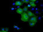 KCTD5 Antibody in Immunocytochemistry (ICC/IF)