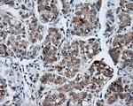 SHC Antibody in Immunohistochemistry (Paraffin) (IHC (P))