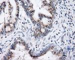 SHC Antibody in Immunohistochemistry (Paraffin) (IHC (P))