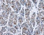 SHC Antibody in Immunohistochemistry (Paraffin) (IHC (P))