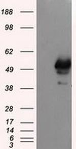 SHC Antibody in Western Blot (WB)