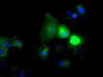 NPR3 Antibody in Immunocytochemistry (ICC/IF)