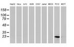 HSPB8 Antibody in Western Blot (WB)