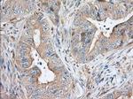 SNX9 Antibody in Immunohistochemistry (Paraffin) (IHC (P))