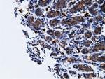 KHK Antibody in Immunohistochemistry (Paraffin) (IHC (P))