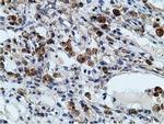 KHK Antibody in Immunohistochemistry (Paraffin) (IHC (P))