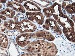 PEPD Antibody in Immunohistochemistry (Paraffin) (IHC (P))