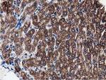 PEPD Antibody in Immunohistochemistry (Paraffin) (IHC (P))