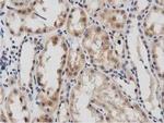 DNAJA2 Antibody in Immunohistochemistry (Paraffin) (IHC (P))