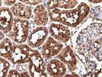 PEPD Antibody in Immunohistochemistry (Paraffin) (IHC (P))