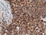 PEPD Antibody in Immunohistochemistry (Paraffin) (IHC (P))