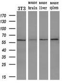 PEPD Antibody in Western Blot (WB)